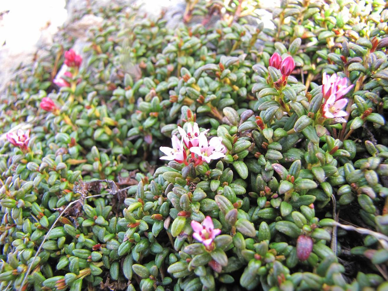 I fiori del vento:Kalmia procumbens (=Loiseleuria procumbens)